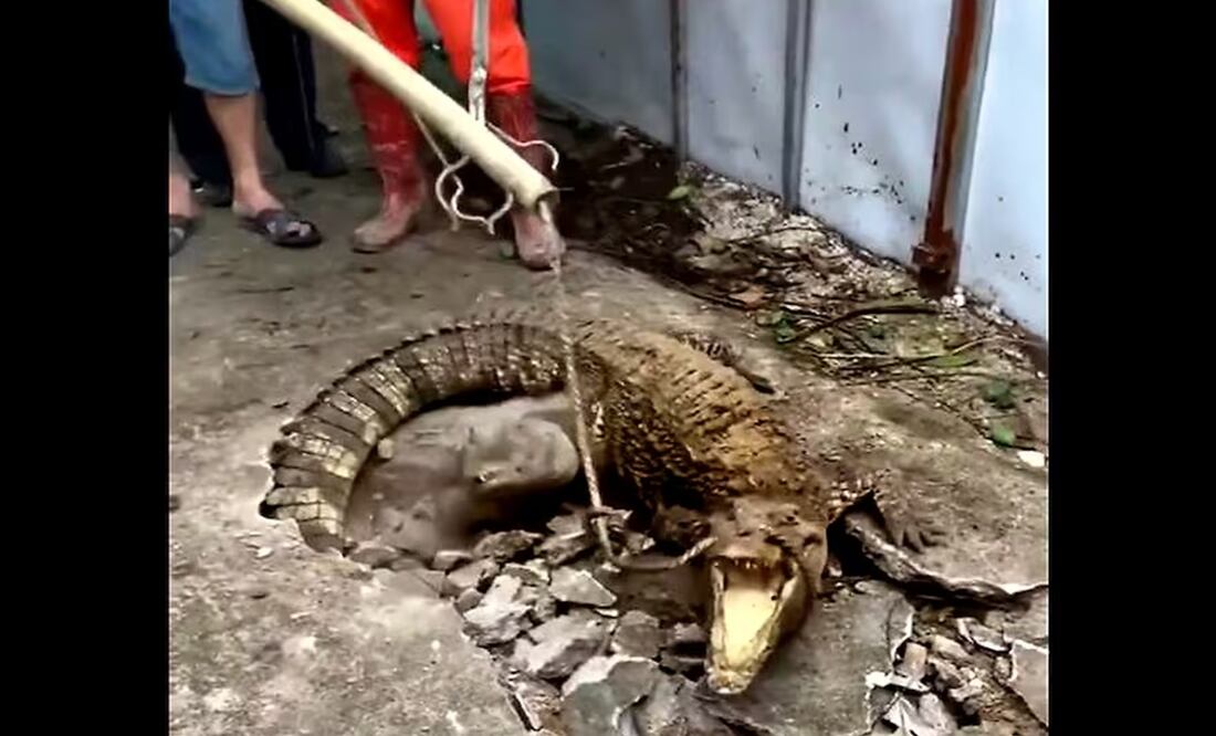 Tres cocodrilos estaban debajo de la vereda, en Indonesia. Foto: Captura de Video