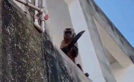 Chico, el mono que se hizo viral en Brasil tras ser captado robando con un cuchillo