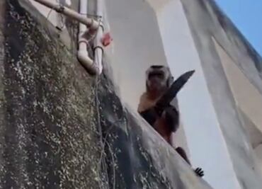 Chico, el mono que se hizo viral en Brasil tras ser captado robando con un cuchillo