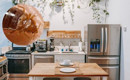 ¡No te enchinches! Guía para prevenir la aparición de esta plaga de insectos