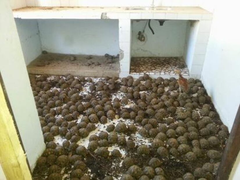 Madagascar: Rescatan a más de 10 mil tortugas encerradas sin comida ni agua