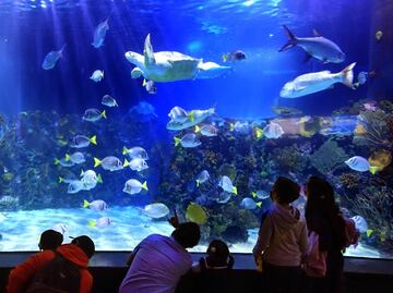 Regresan las Noches de Leyendas al Acuario Inbursa