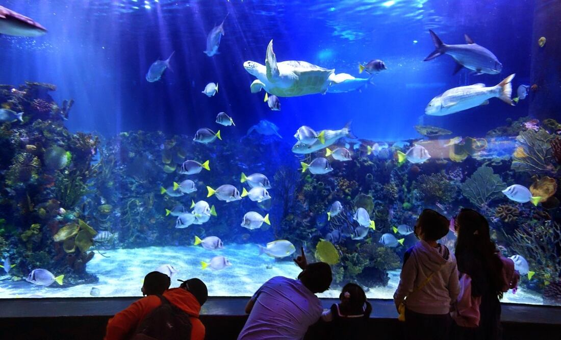 Por unos días, podrás conocer este enorme acuario a través de un recorrido de leyendas. Imagen: Facebook Acuario Inbursa