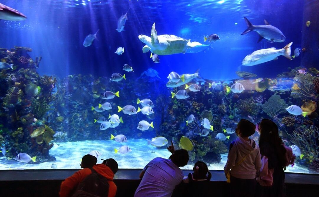 Por unos días, podrás conocer este enorme acuario a través de un recorrido de leyendas. Imagen: Facebook Acuario Inbursa