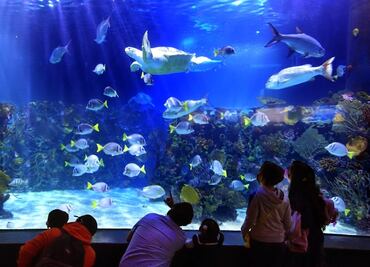 Regresan las Noches de Leyendas al Acuario Inbursa