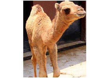 Chapultepec: Buscan nombre para dromedario hermano de Sul-ik