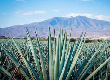 10 cosas que no sabías sobre el tequila