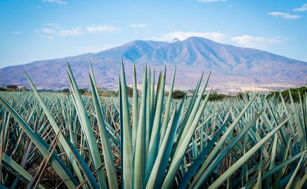 10 cosas que no sabías sobre el tequila