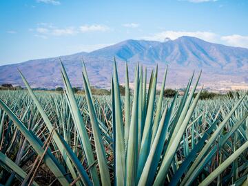 10 cosas que no sabías sobre el tequila