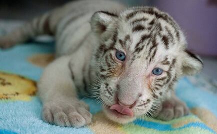 Zoo de Mérida busca nombres para sus nuevos inquilinos