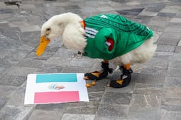 Pato Merlín y su familia estarán en el Mundial 2026; acompañarán al Tricolor en el Estadio Ciudad de México