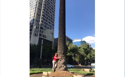 Con selfies y abrazos, dan último adiós a palmera de Reforma antes de su retiro