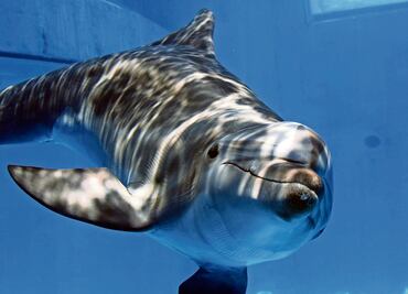 Liberan a delfín rescatado frente a costas de Oaxaca