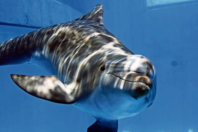 Liberan a delfín rescatado frente a costas de Oaxaca