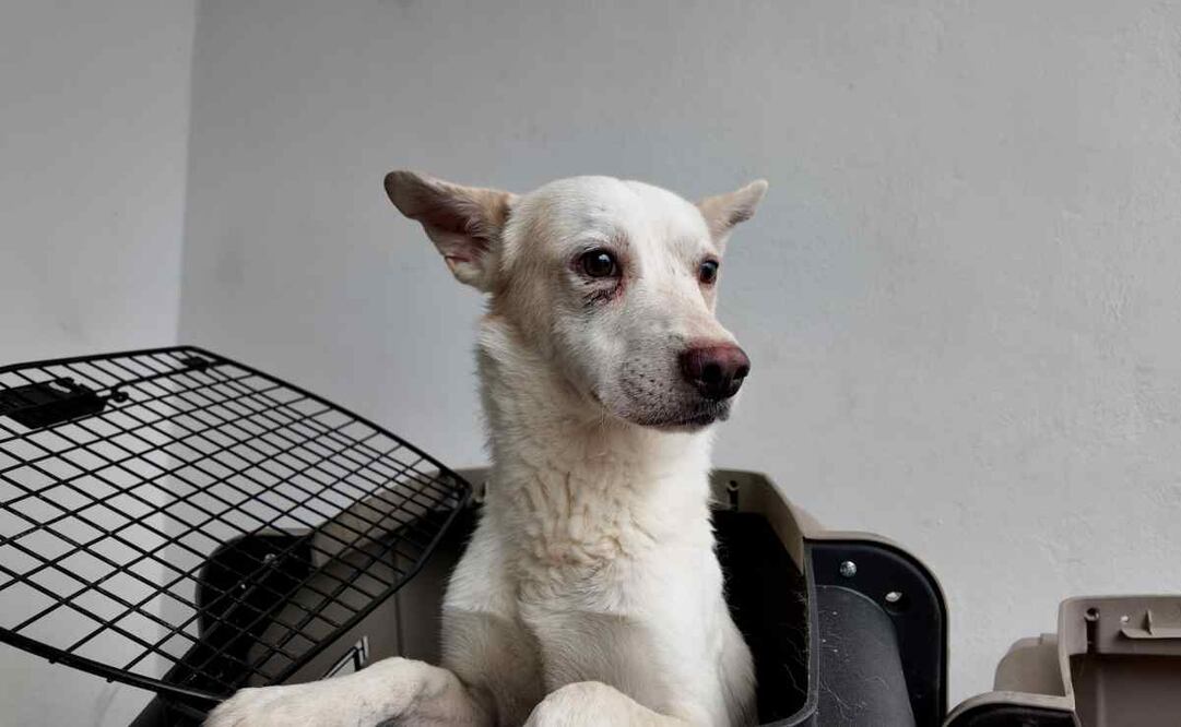 Con apoyo de la Secretaría de Salud de la Ciudad de México, se aplicará la vacuna antirrábica a los animales de compañía que asistan / Foto: @PAOTmx