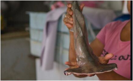 ¡Ojo! Pescaderías y restaurantes venden tiburón en lugar de Bacalao, alerta la organización Oceana