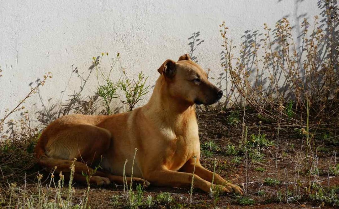 Animales trasladados del Refugio Franciscano al Ajusco muestran recuperación favorable (11/01/2026). Foto: Especial