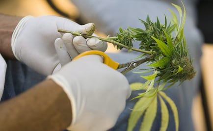 Todo listo para segundo foro sobre uso de la marihuana