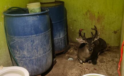 Rescatan a ciervo herido que se metió en casa en Magdalena Contreras