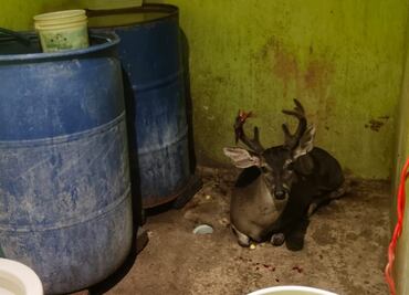 Rescatan a ciervo herido que se metió en casa en Magdalena Contreras