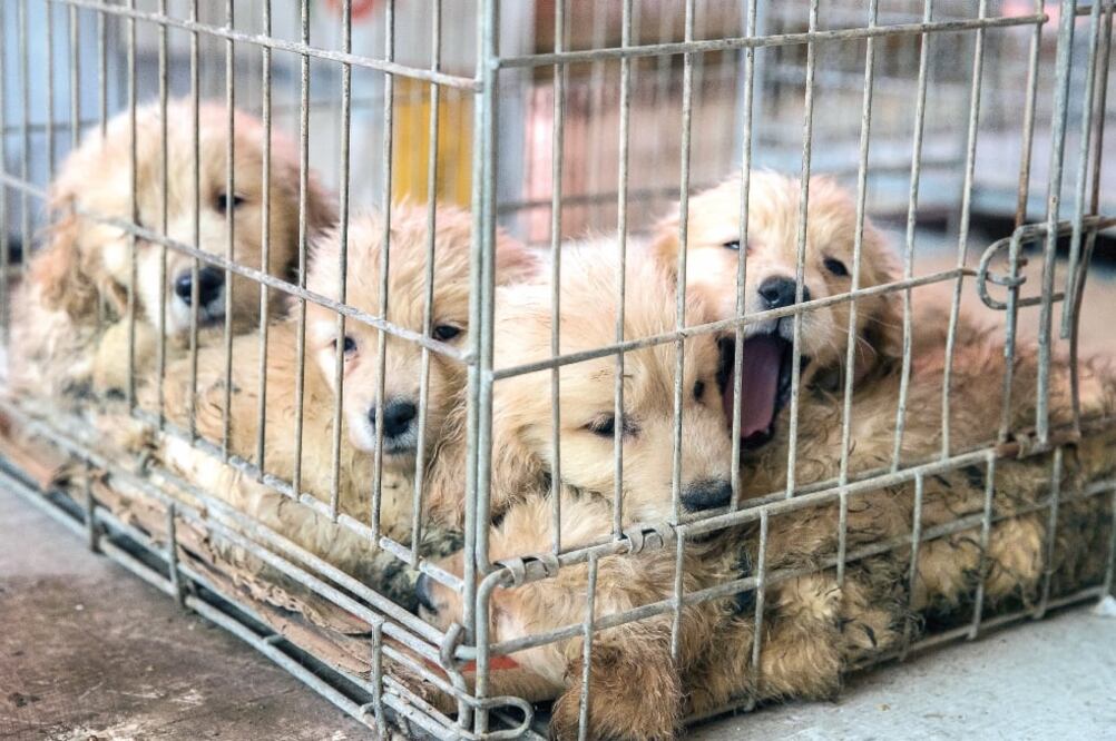 Los perros serán dados en adopción si los propietarios no presentan la documentación, dice Dione Anguiano. (YADIN XOLALPA. EL UNIVERSAL)