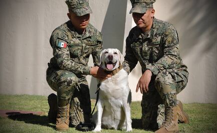 Preocupa salud de Frida, la perrita rescatista