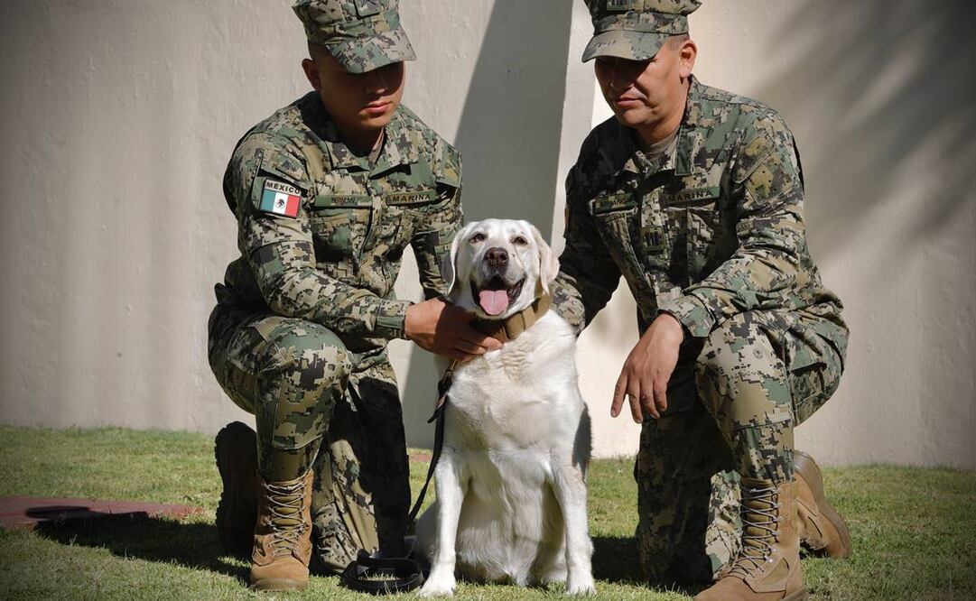 La perrita se encuentra bajo supervisión médica permanente por padecimientos de su edad, pues ya tiene 13 años. Se convirtió en una heroína y en un ícono de la Secretaría de Marina por sus labores de rescate en el 19s. Foto: Berenice Fregoso/ EL UNIVERSAL