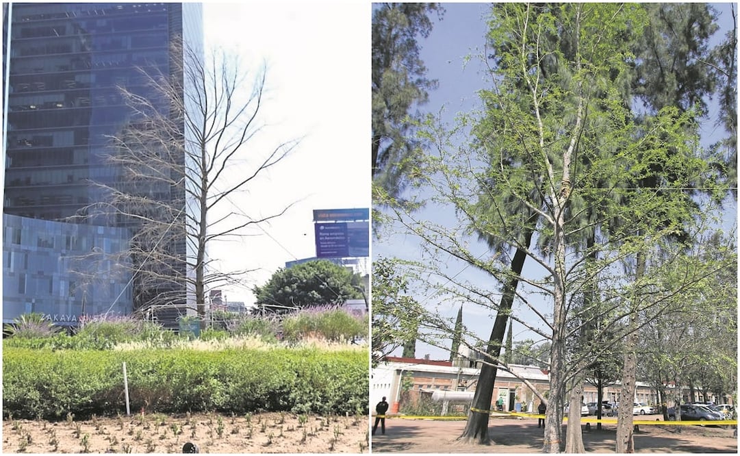 Los dos ejemplares de ahuehuete fueron donados a la Ciudad de México por el vivero Los Encinos, en Nuevo León. Fotos: Carlos Mejía / EL UNIVERSAL