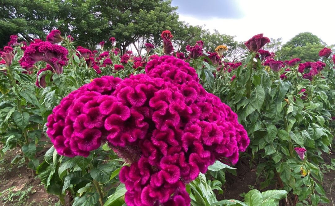 Foto: Patricia Morales / EL UNIVERSAL 