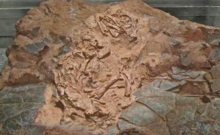 Descubren la identidad del fósil de dinosaurio "Baby Louie"