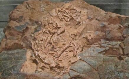 Descubren la identidad del fósil de dinosaurio "Baby Louie"