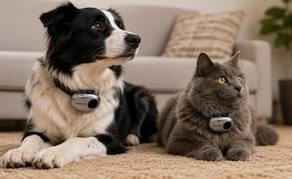 ¿Un traductor animal?; empresa china lanza "PettiChat", supuesto collar que traduce ladridos y maullidos