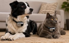 ¿Un traductor animal?; empresa china lanza "PettiChat", supuesto collar que traduce ladridos y maullidos