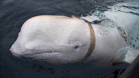 Hallan muerta a ballena blanca espía en Noruega