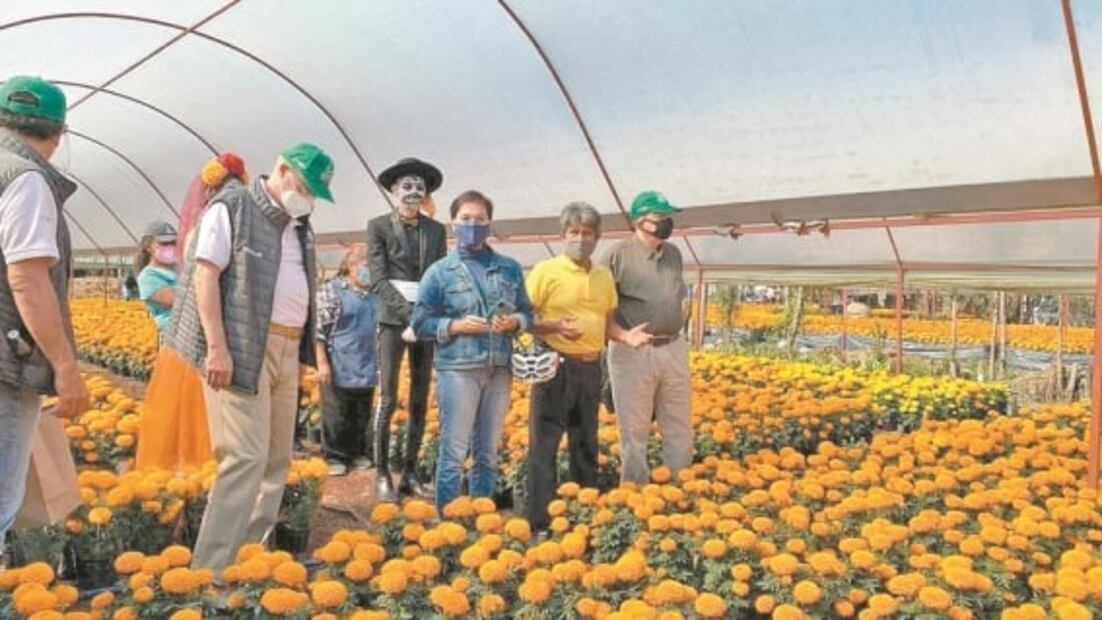 El Covid-19 no marchita el cultivo de cempasúchil