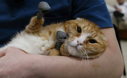 Rescatan gatos congelados en Rusia y les ponen patas de titanio