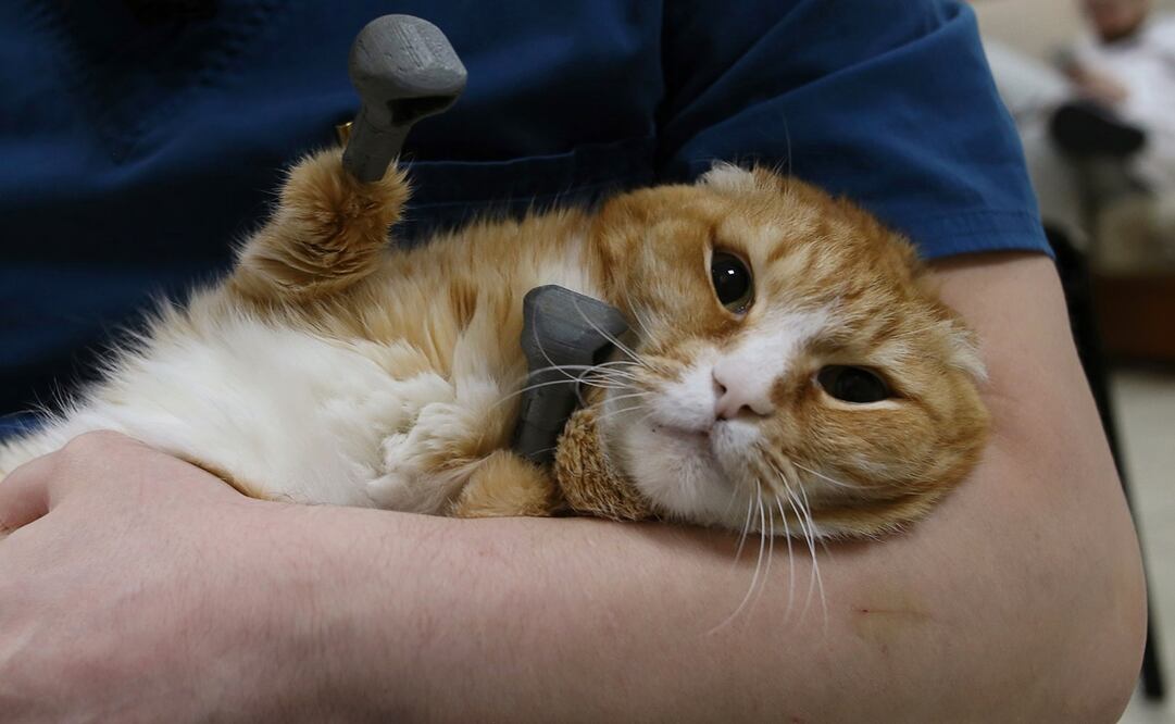 Ryzhik, un gato atigrado rojo, fue encontrado en las calles de la ciudad siberiana de Tomsk en medio de un frío extremo. Foto: Reuters