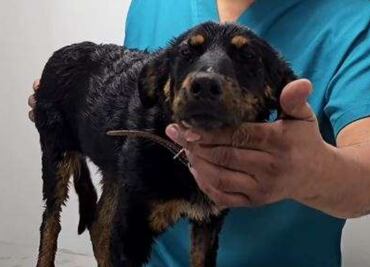 Justicia para Violeta: bañan a perrita en chapopote; autoridades de Chihuahua buscan al culpable