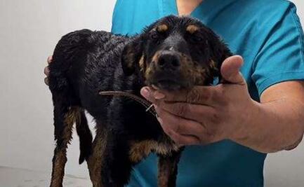 Justicia para Violeta: bañan a perrita en chapopote; autoridades de Chihuahua buscan al culpable