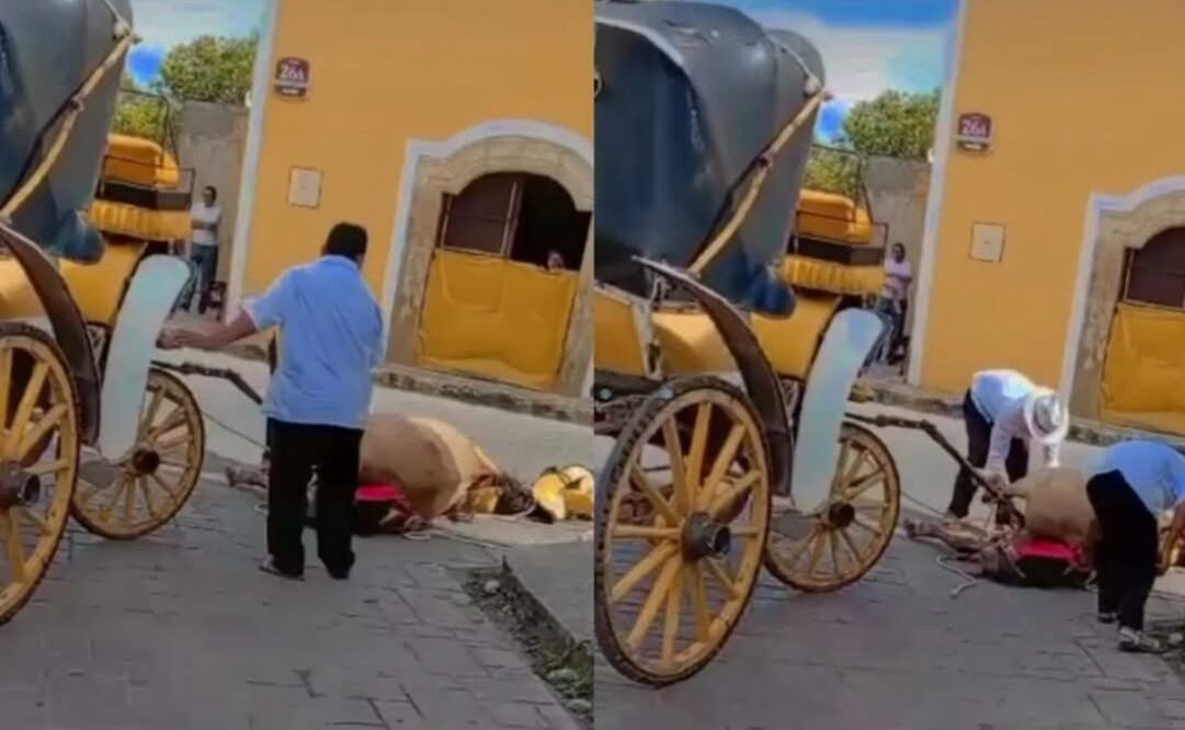 Reportan caso de maltrato animal en Izamal, Yucatán (10/02/2025). Foto: Especial/El Universal