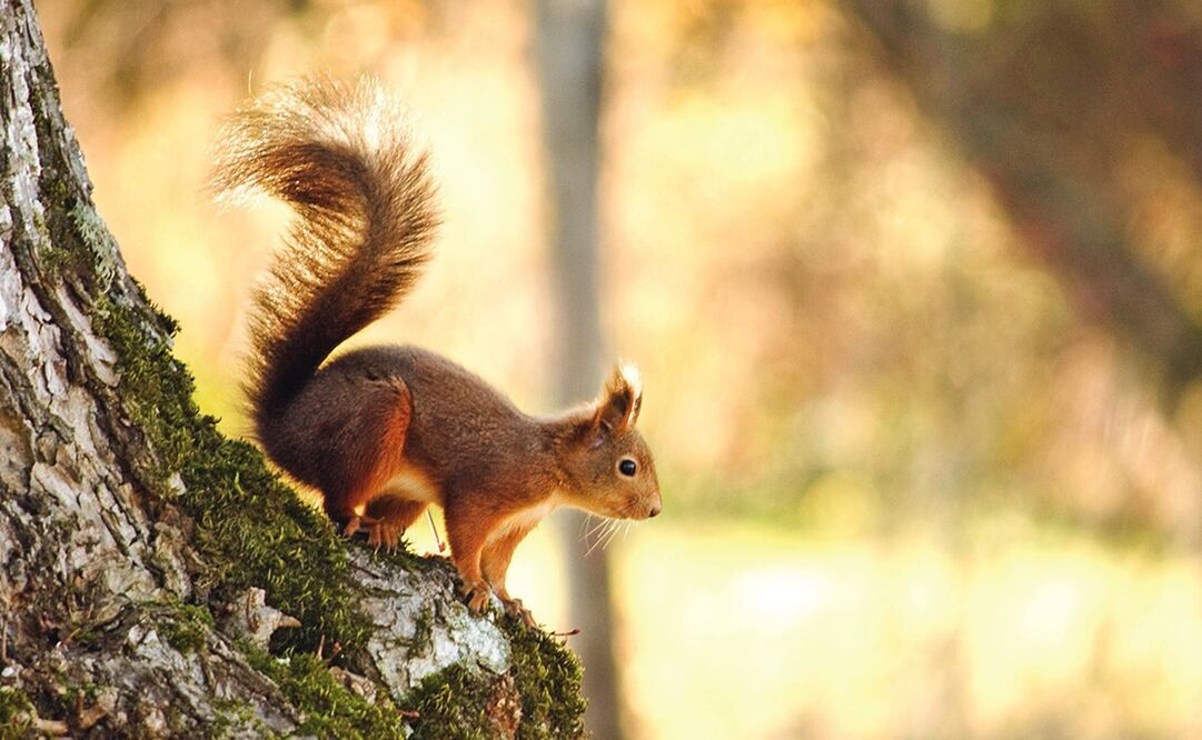 Foto: Archivo / EL UNIVERSAL 