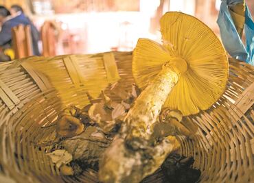 Ministro propone proyecto en la Corte contra prohibición de consumo de hongos alucinógenos; "vulnera libre desarrollo", señala