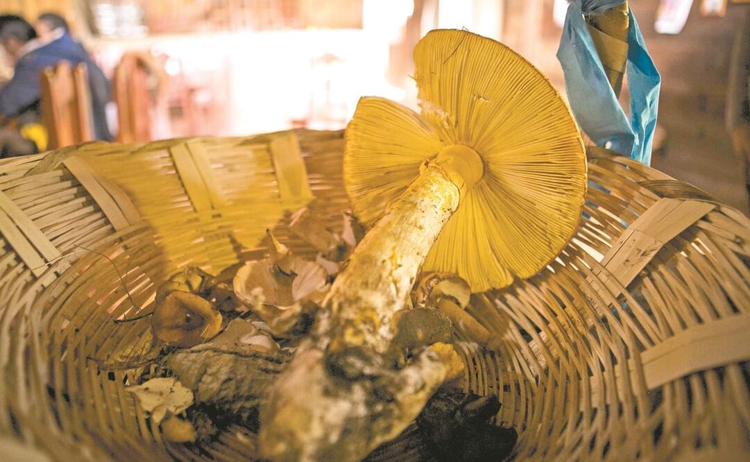 Actualmente la posesión de cualquiera de los hongos usados en la medicina enteógena constituye un delito grave, dijeron diputados. Foto: ARCHIVO EL UNIVERSAL