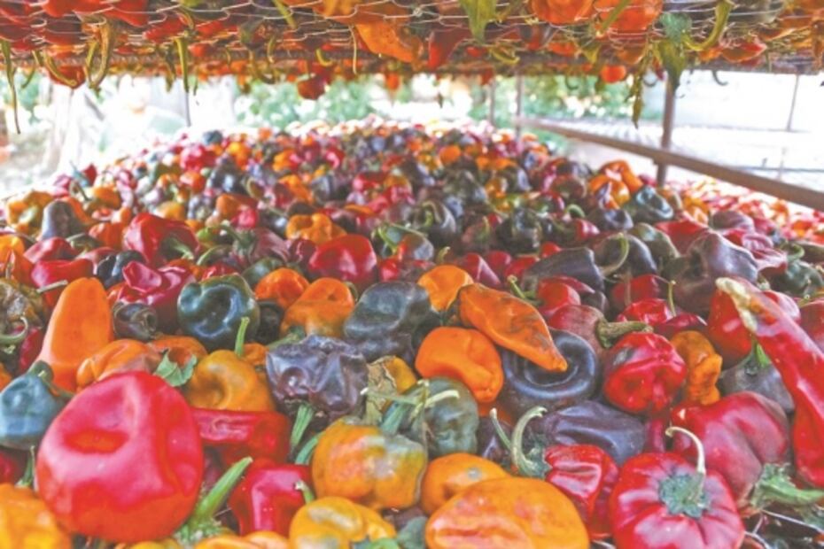 Chilhuacle, el renacer del chile oaxaqueño