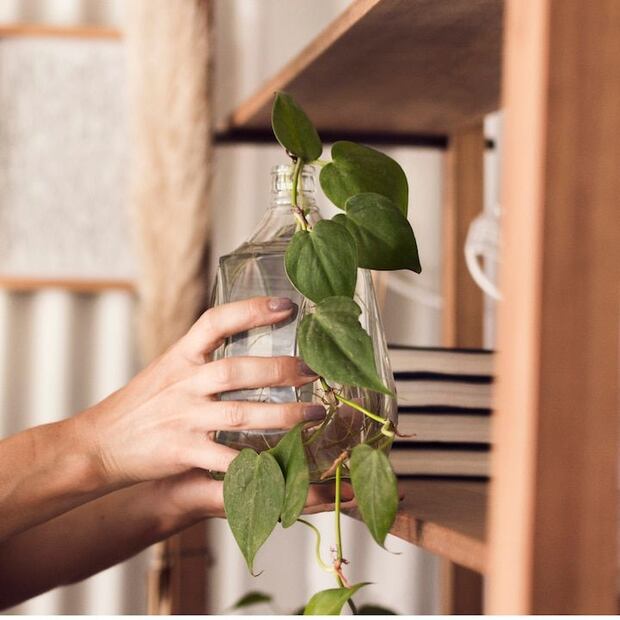 La planta de ruda tiene un significado muy especial desde lo espiritual. Fuente: Freepik.