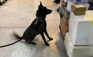 Aseguran paquete con cerca de un kilo de clorhidrato de fentanilo proveniente de Asia; decomiso tiene un valor de 20 mdd