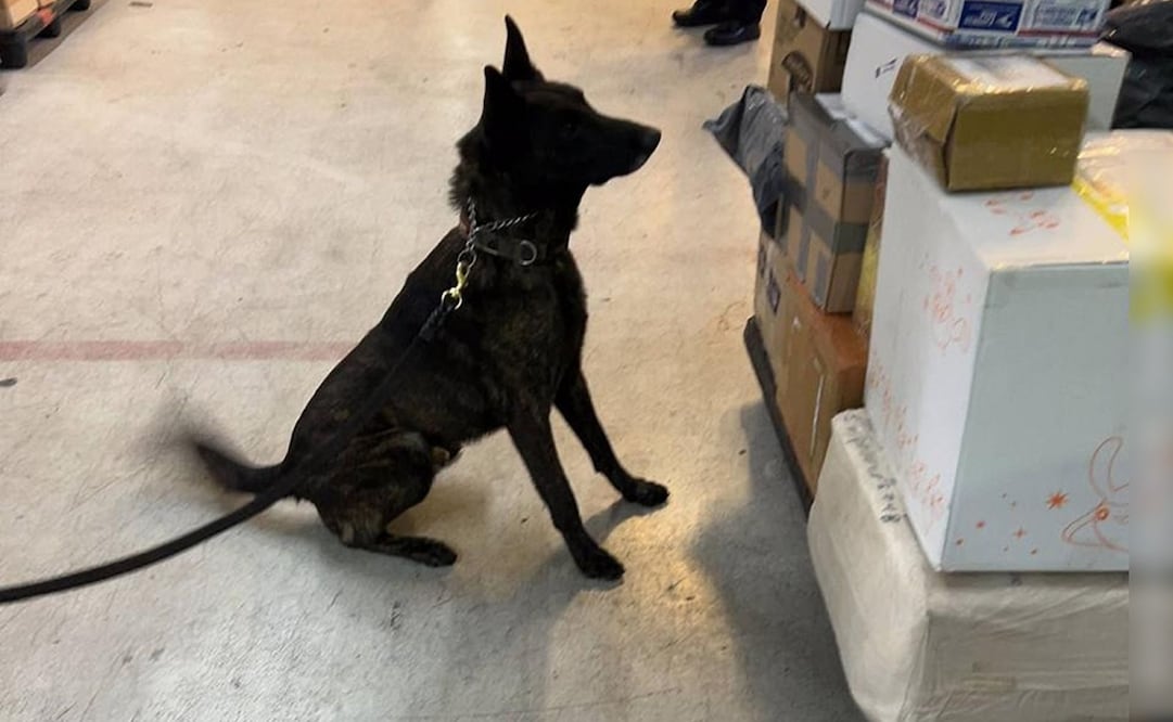 Aseguran paquete con cerca de un kilo de clorhidrato de fentanilo proveniente de Asia; decomiso tiene un valor de 20 mdd (16/01/2026) Foto: Especiales