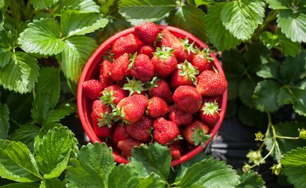 Lo que no sabías de las fresas