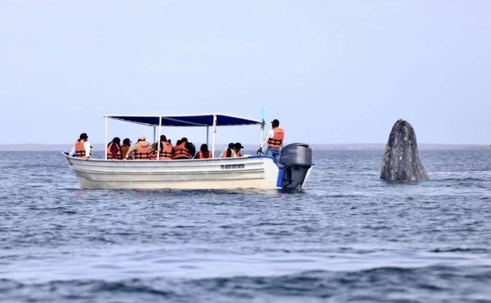 Según el censo más reciente se tienen registrados 121 cetáceos (27/01/2026). Foto: Especial