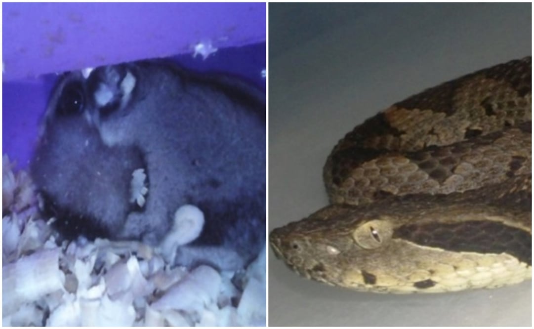 Tomada de @PROFEPA_Mx